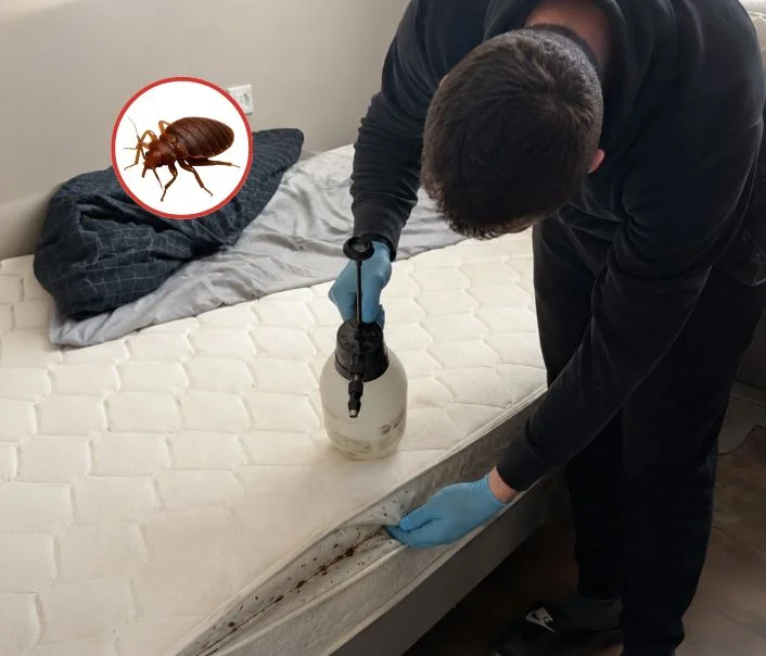 Technicien traitant un matelas contre les punaises de lit à Valence-en-Brie